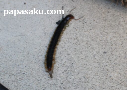 ムカデの侵入